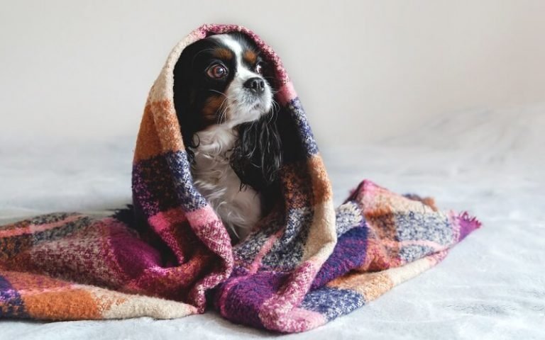 how to comfort a dog during thunderstorms