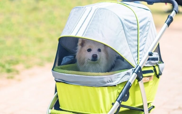 best dog stroller for hiking