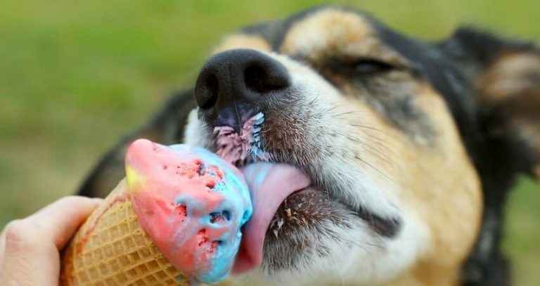 can dogs eat ice cream cones