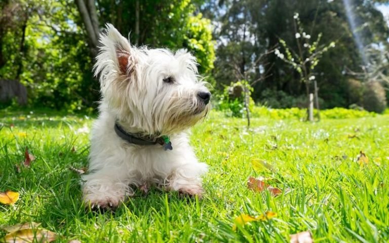 Illustration of Best Ways To Keep Fleas Off Dogs