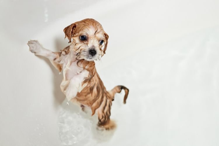 bathing a maltipoo puppy